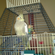 Illustration for article titled Newly acquired cockatiel, AMA